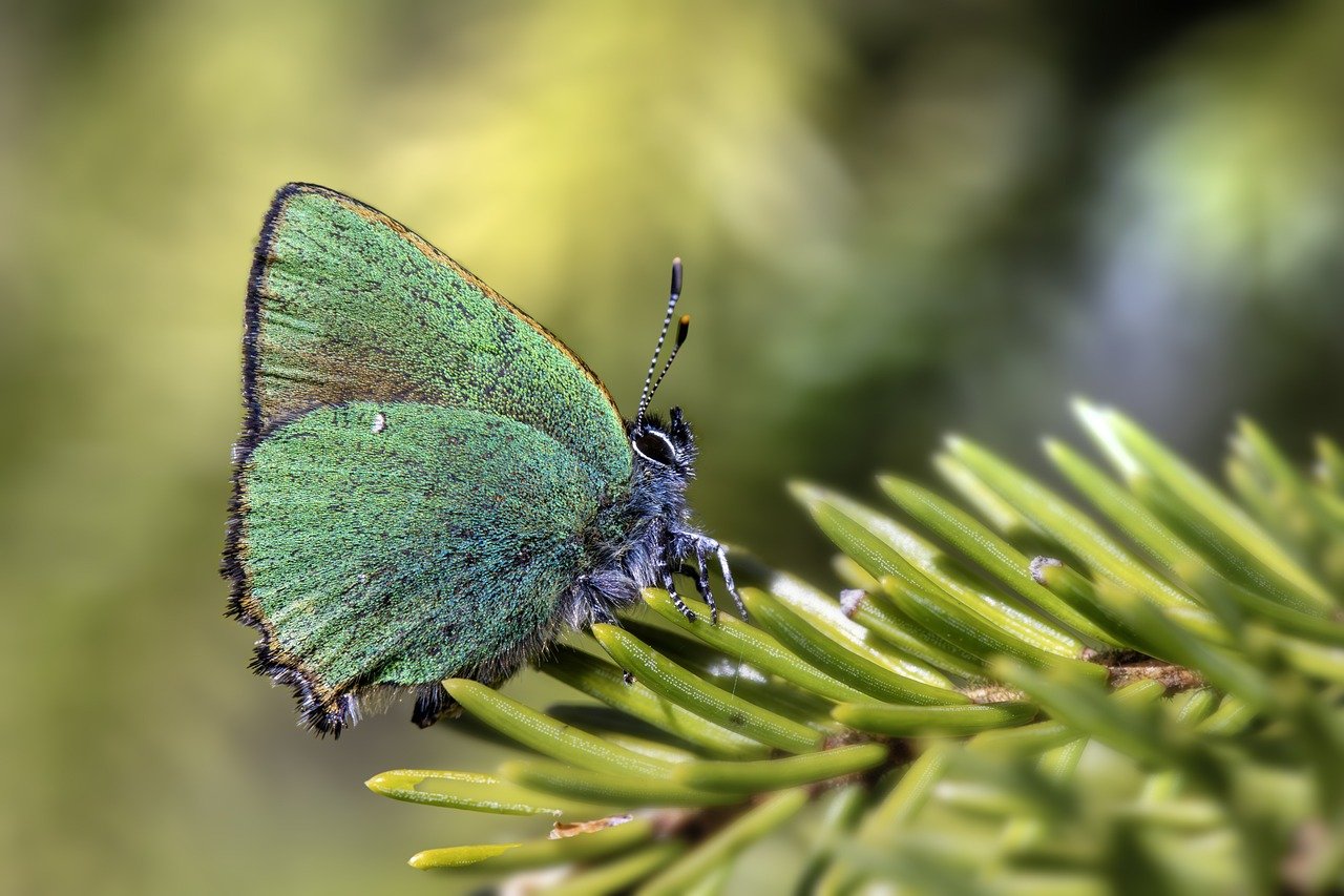 Green Hairstreak (Callophrys rubi)