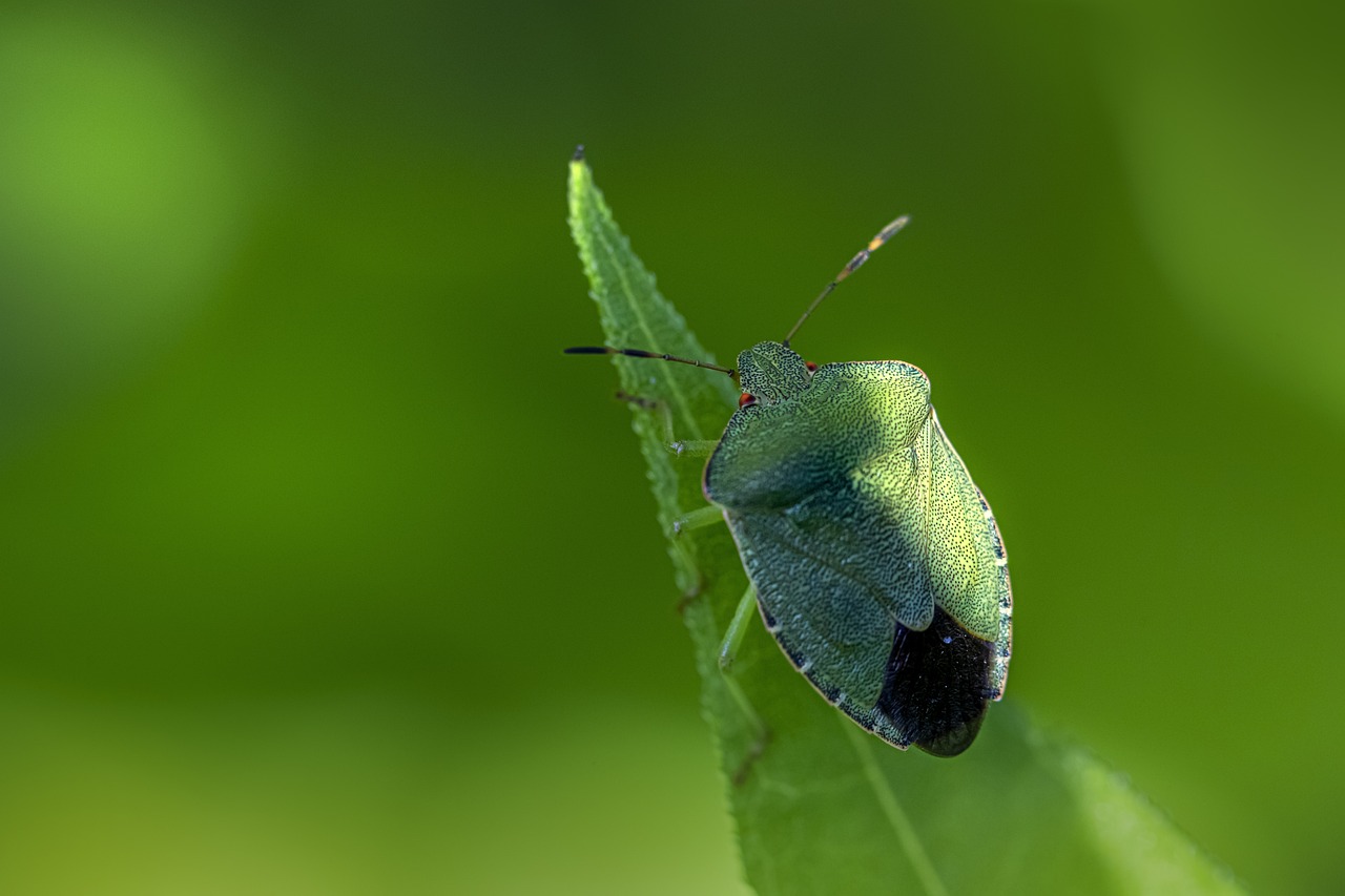 Green shield bug (Palomena prasina)