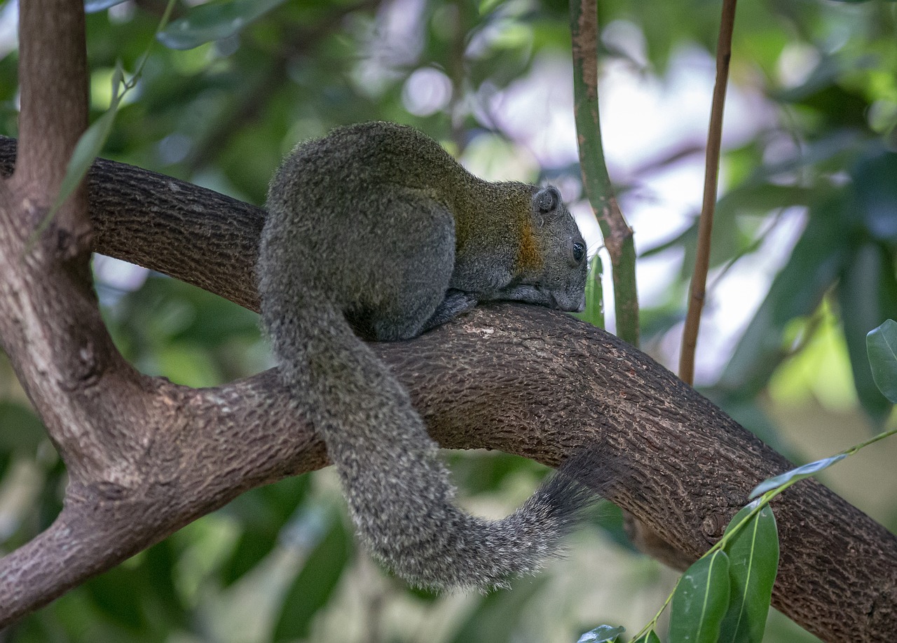 Grey-bellied squirrel (Callosciurus caniceps)