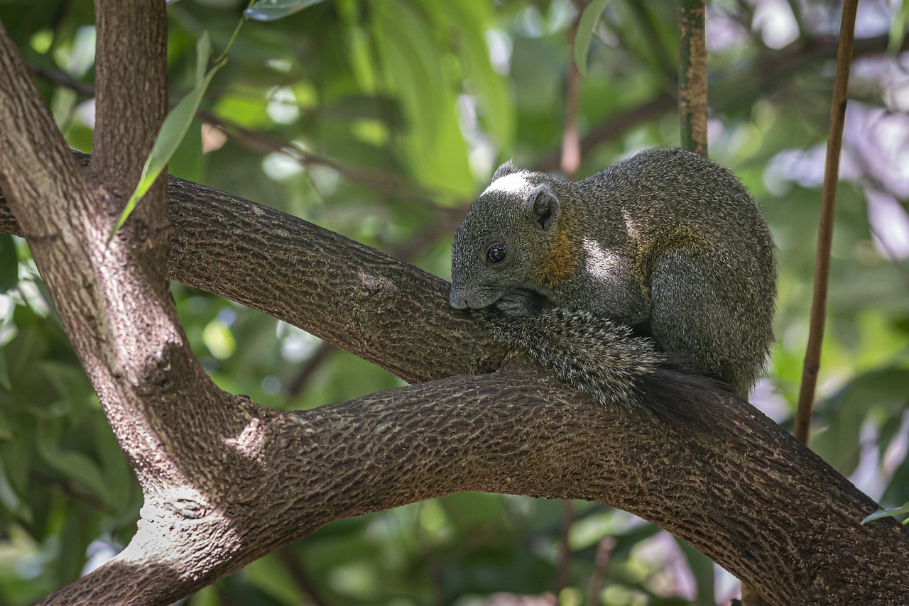 Grey-bellied squirrel (Callosciurus caniceps)