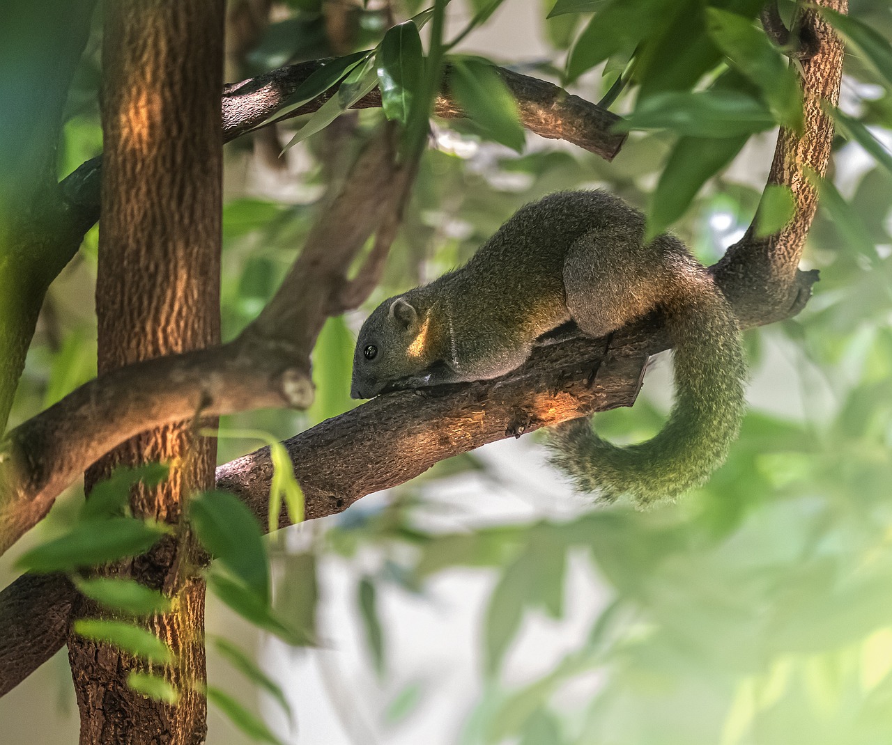 Grey-bellied squirrel (Callosciurus caniceps)