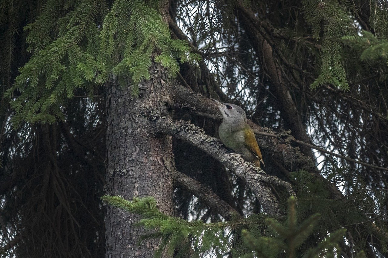  Grey-headed Woodpecker (Picus canus)