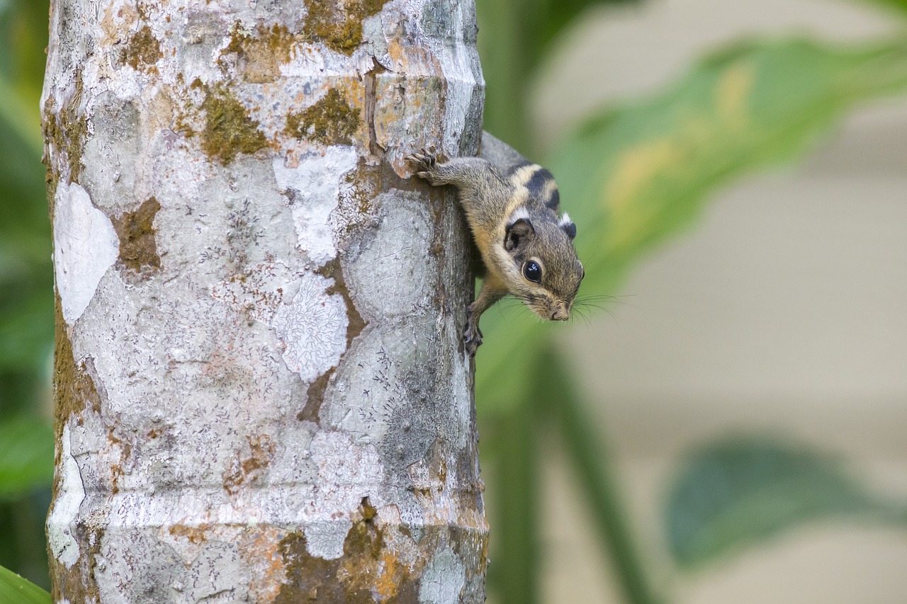 Himalayan striped squirrel (Tamiops mcclellandii)