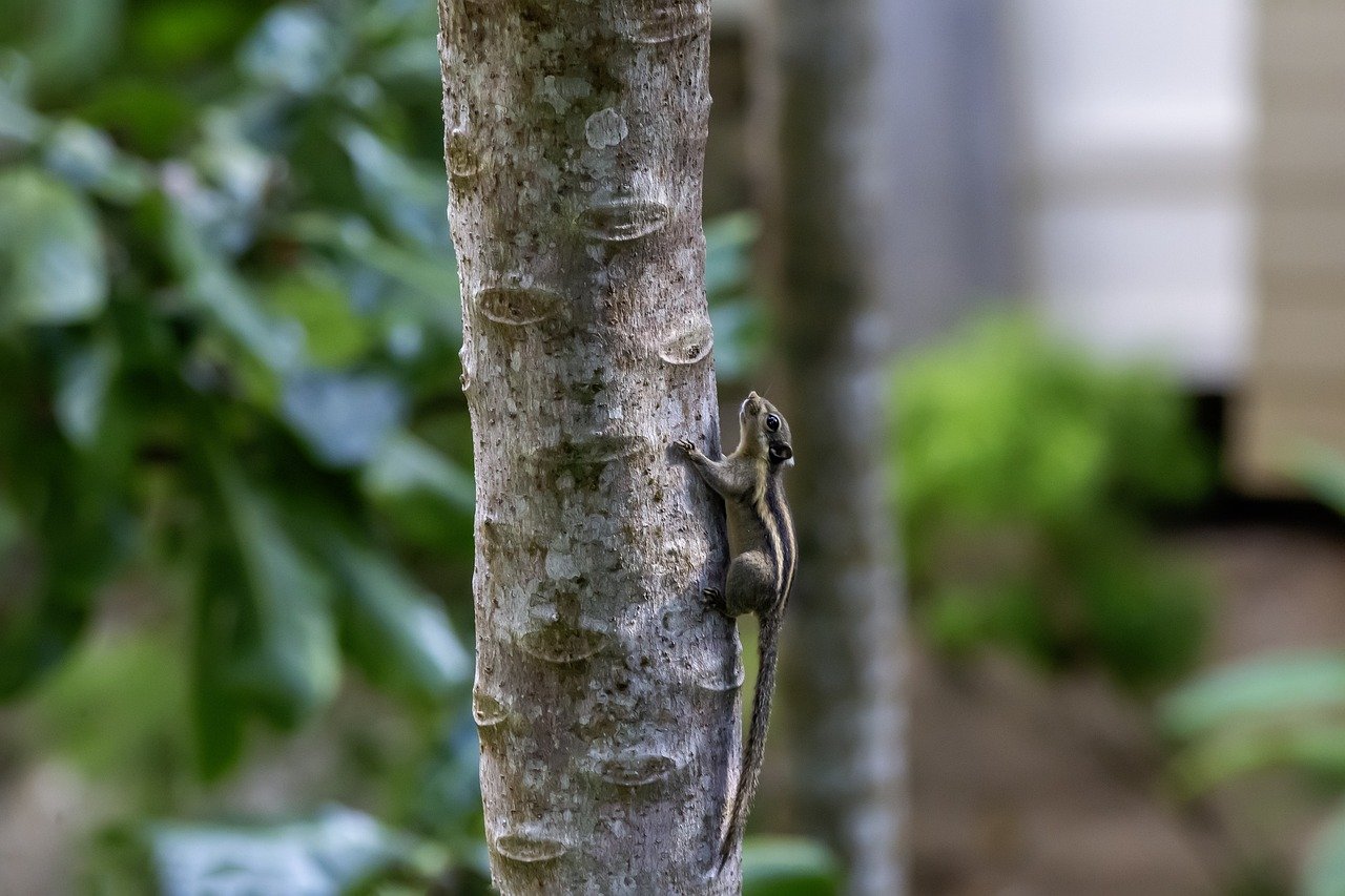 Himalayan striped squirrel (Tamiops mcclellandii)