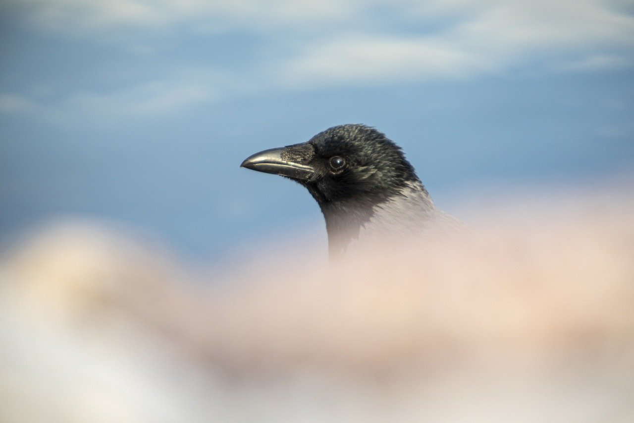 Hooded Crow (Corvus cornix)