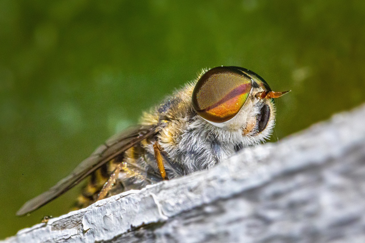 Band-eyed brown horse fly (Tabanus bromius)