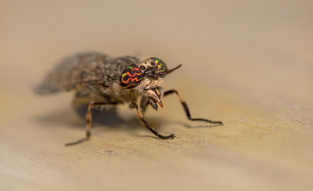 Notch-horned Cleg Fly (Haematopota pluvialis)