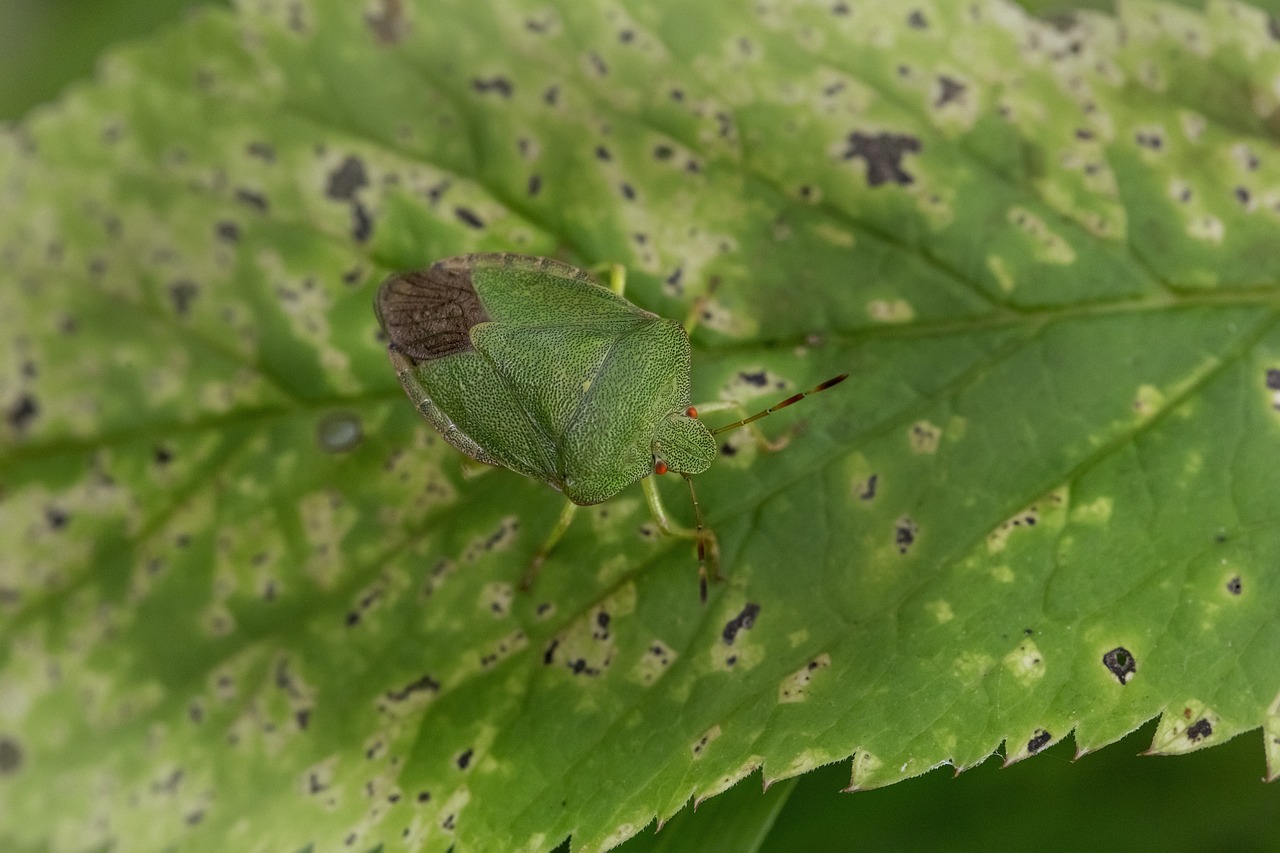 Green shield bug (Palomena prasina)