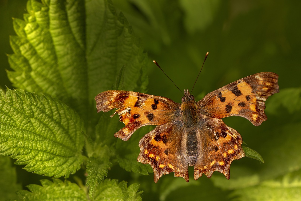 Comma butterfly (Polygonia c-album)