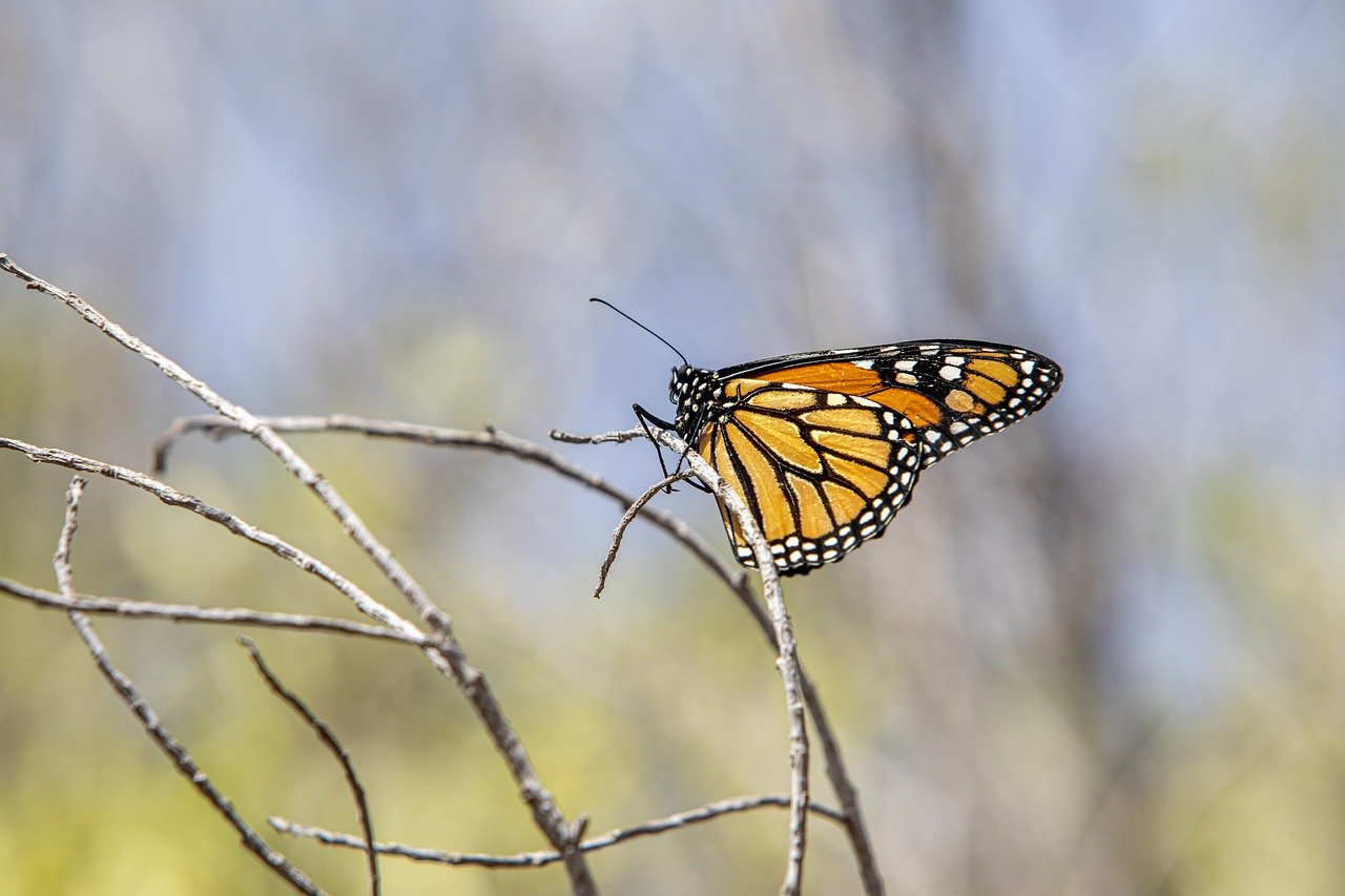 American monarch (Danaus plexippus)