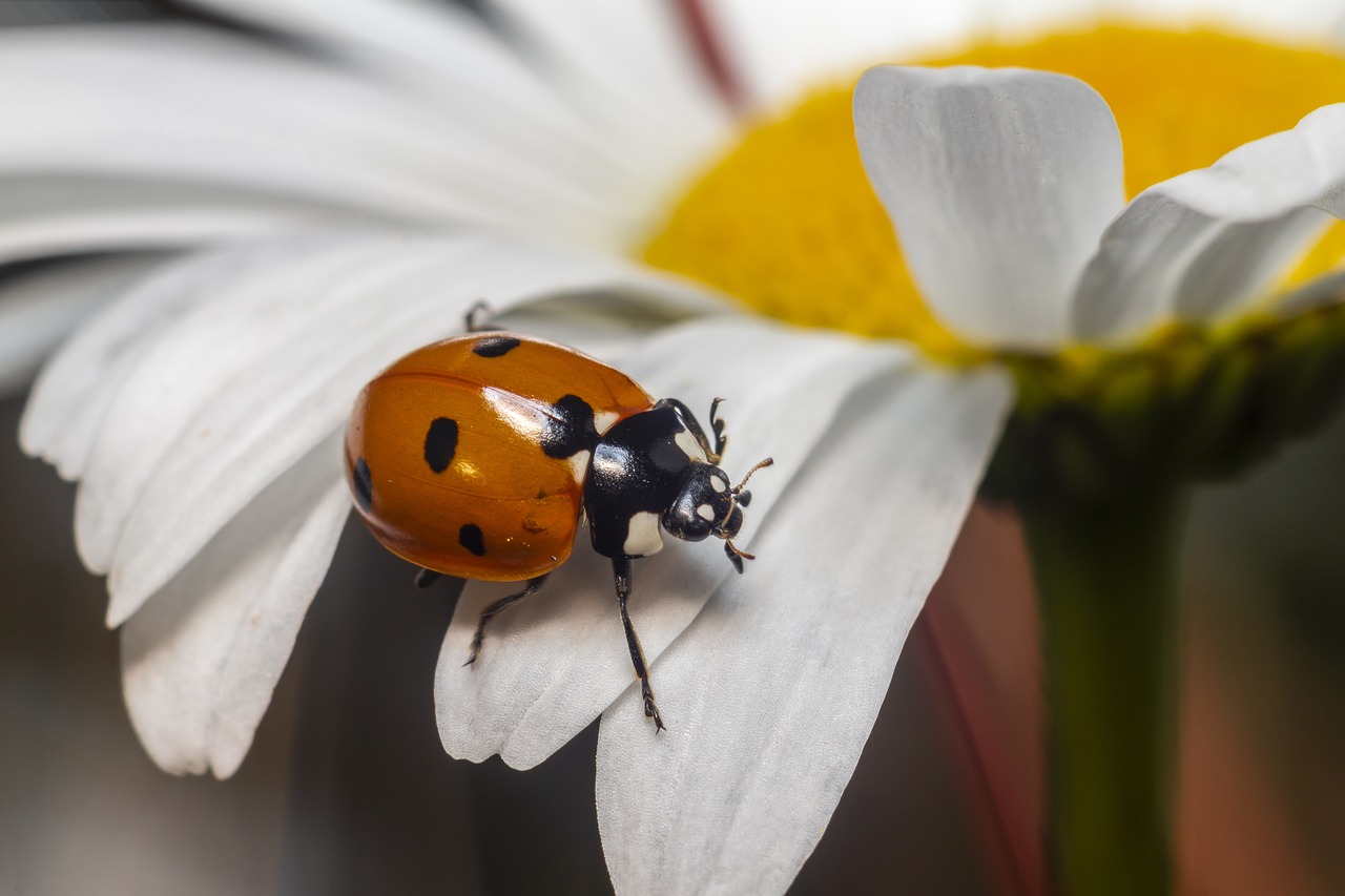 Seven-Spotted Ladybug (Coccinella septempunctata)