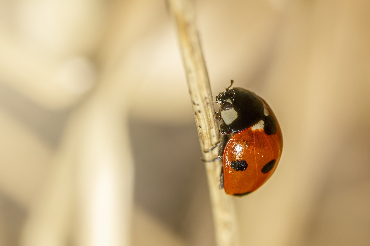 Seven-Spotted Ladybug (Coccinella septempunctata)