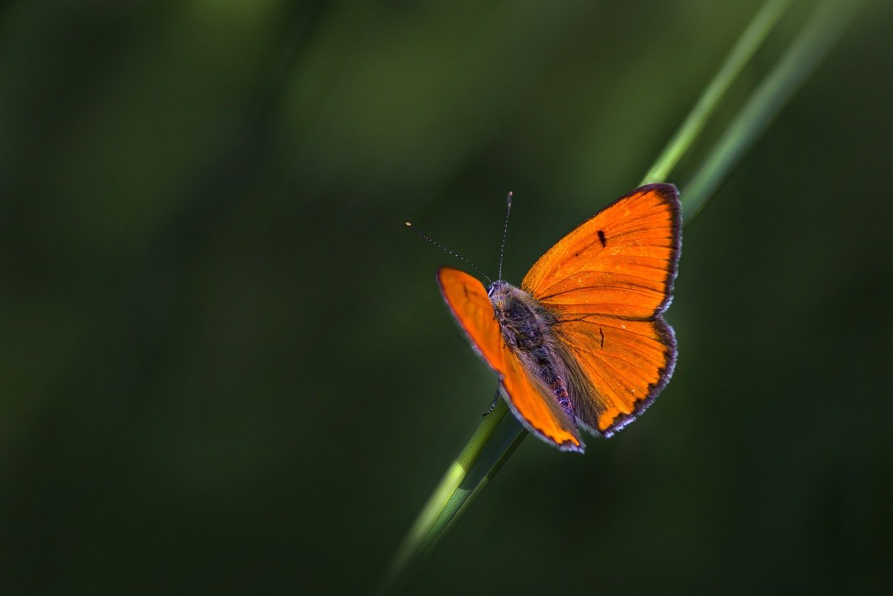 Large copper ( Lycaena dispar)