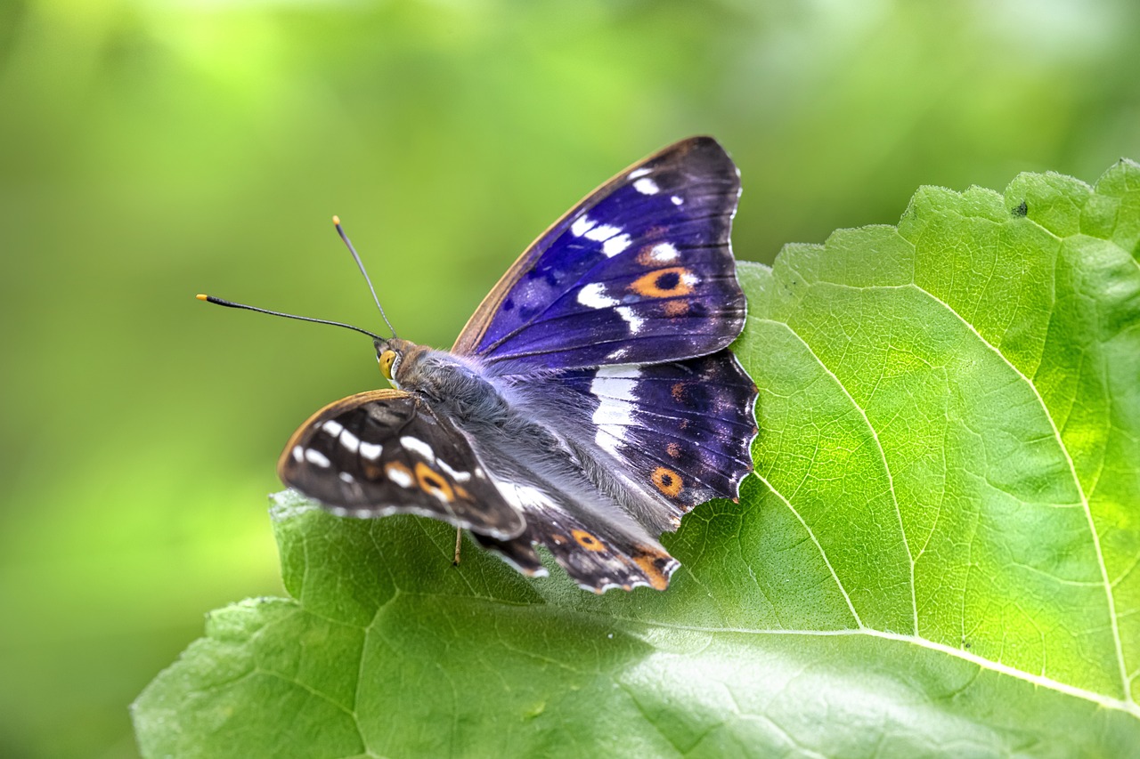 Lesser Purple Emperor (Apatura ilia)