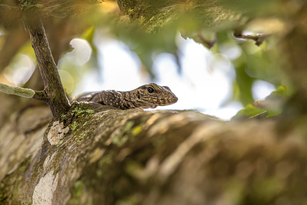 Asian Water Monitor (Varanus salvator)