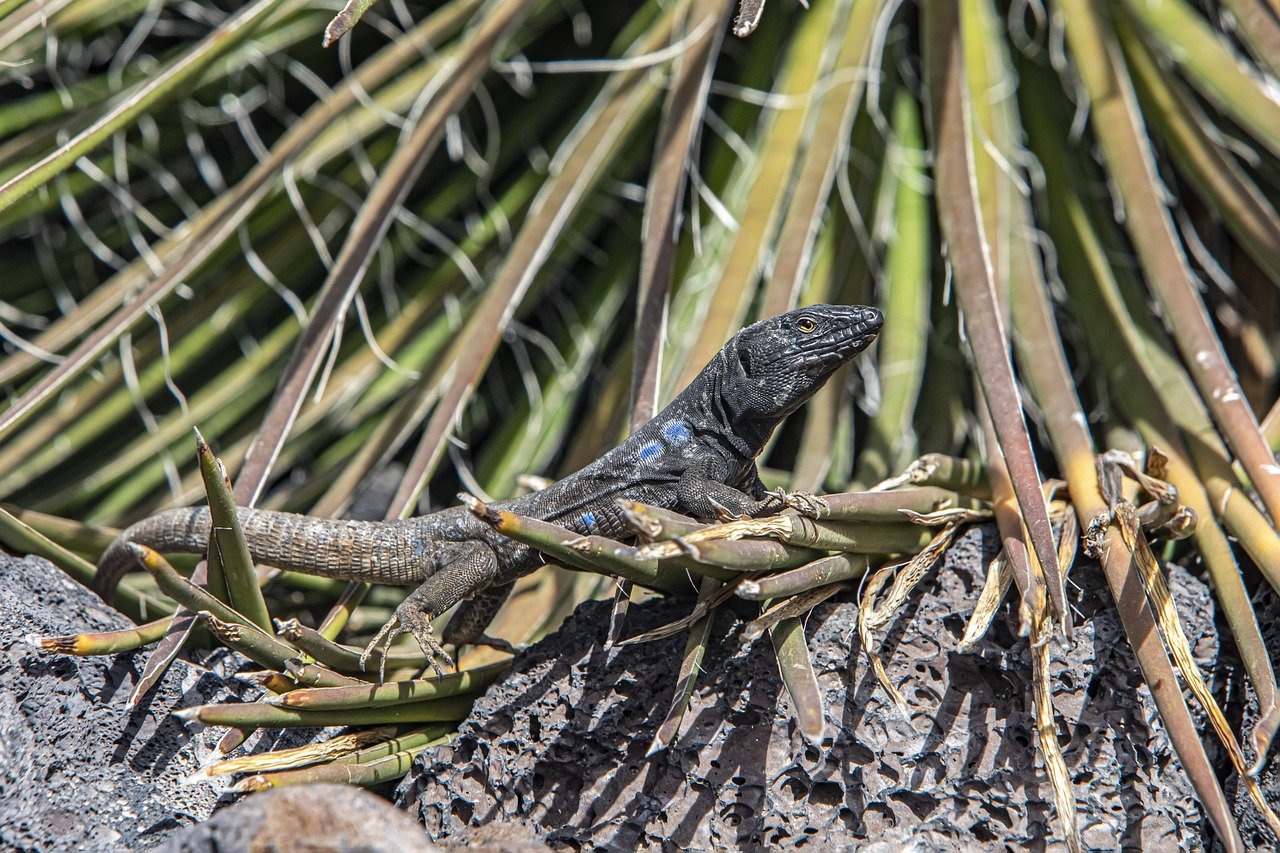 Western canaries lizard (Gallotia galloti)