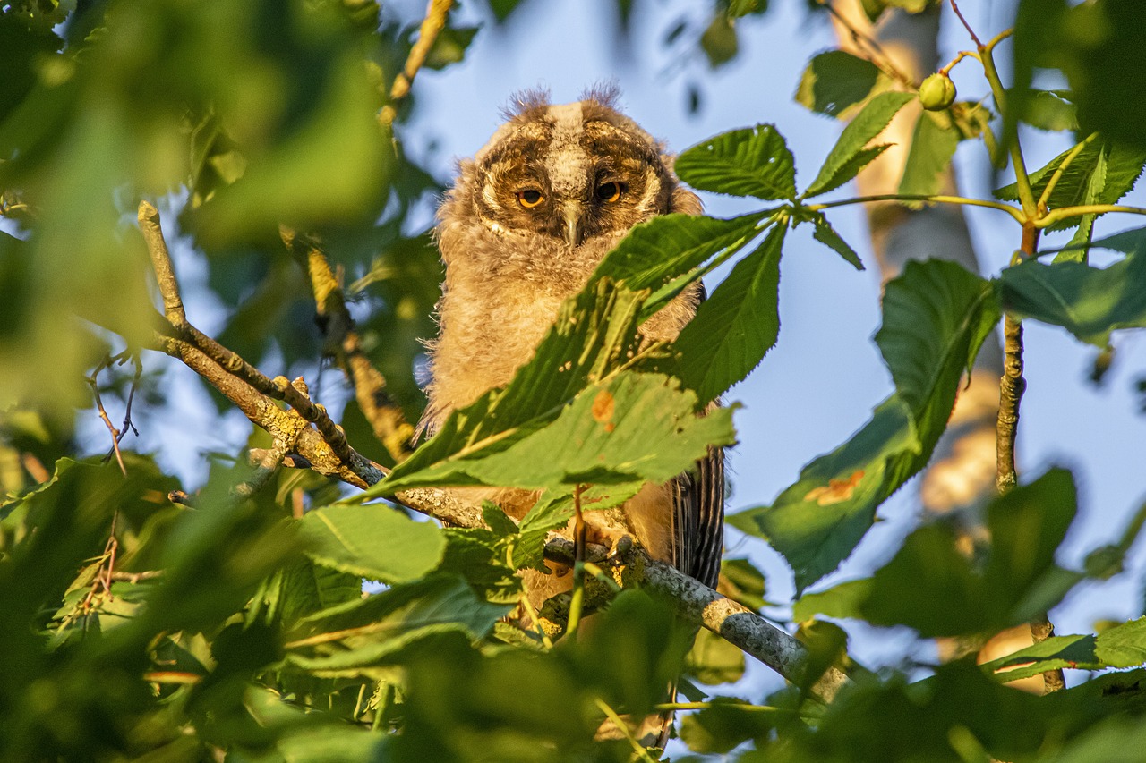 Long-eared Owl (Asio otus)