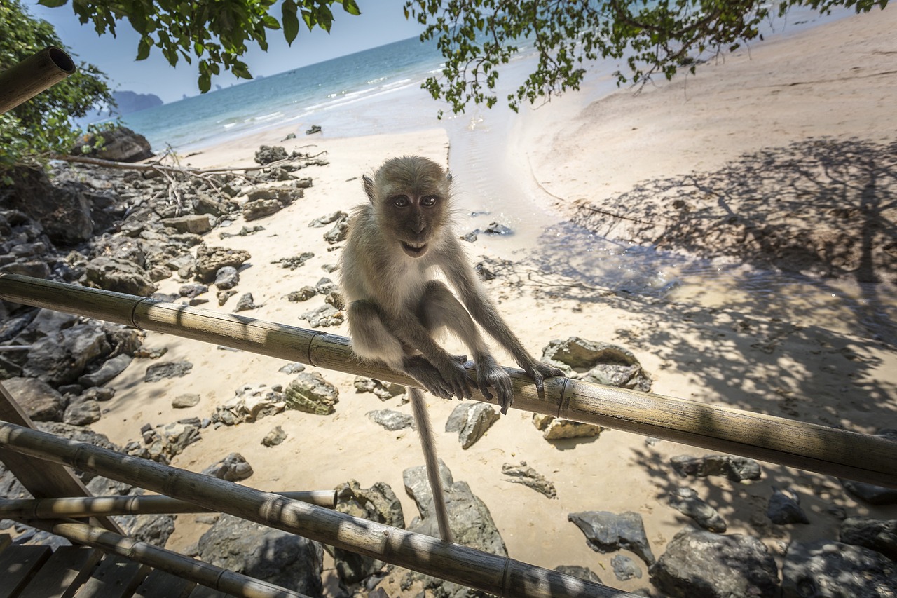 Crab-eating macaque (Macaca fascicularis)