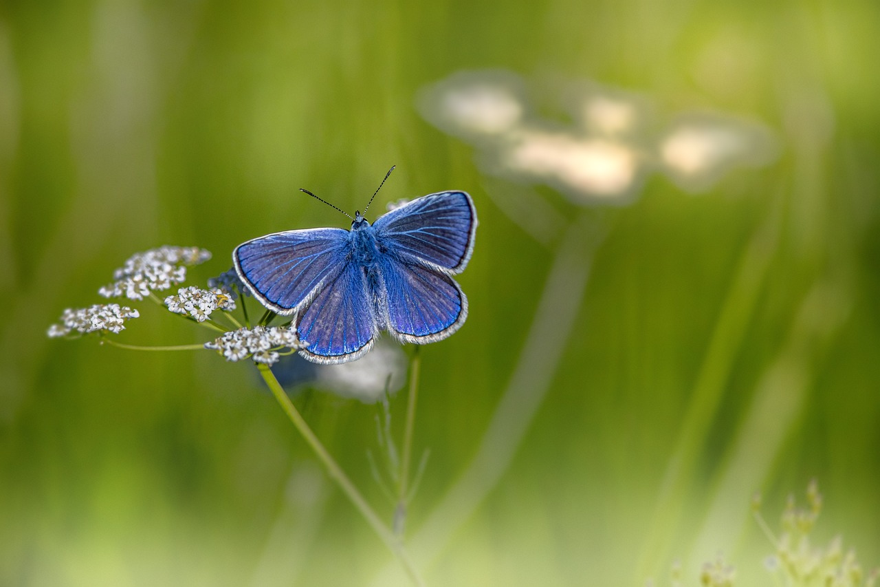 Common blue (Polyommatus icarus)