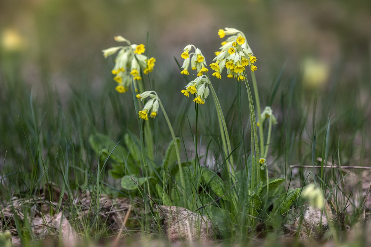 Cowslip, common cowslip, or cowslip primrose (Primula veris)