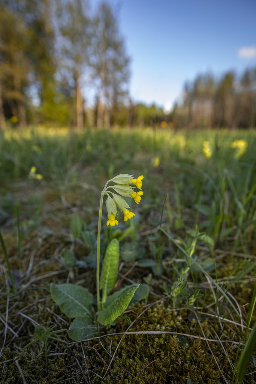 Cowslip, common cowslip, or cowslip primrose (Primula veris)