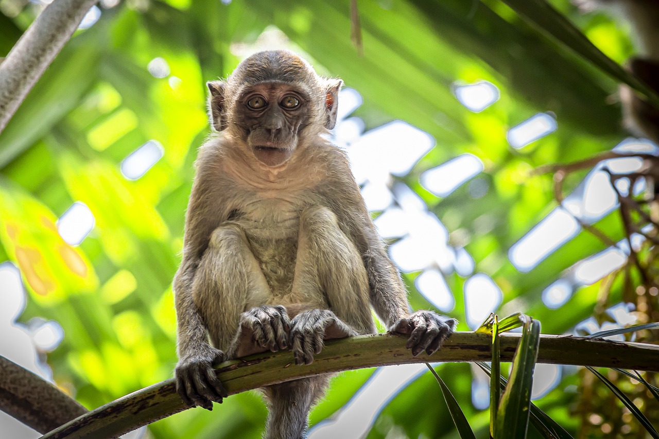 Crab-eating macaque (Macaca fascicularis)