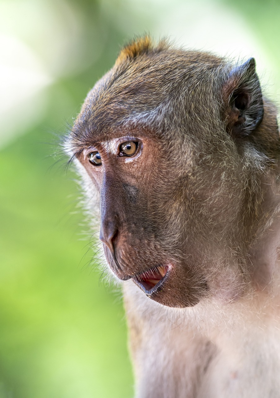 Crab-eating macaque (Macaca fascicularis)