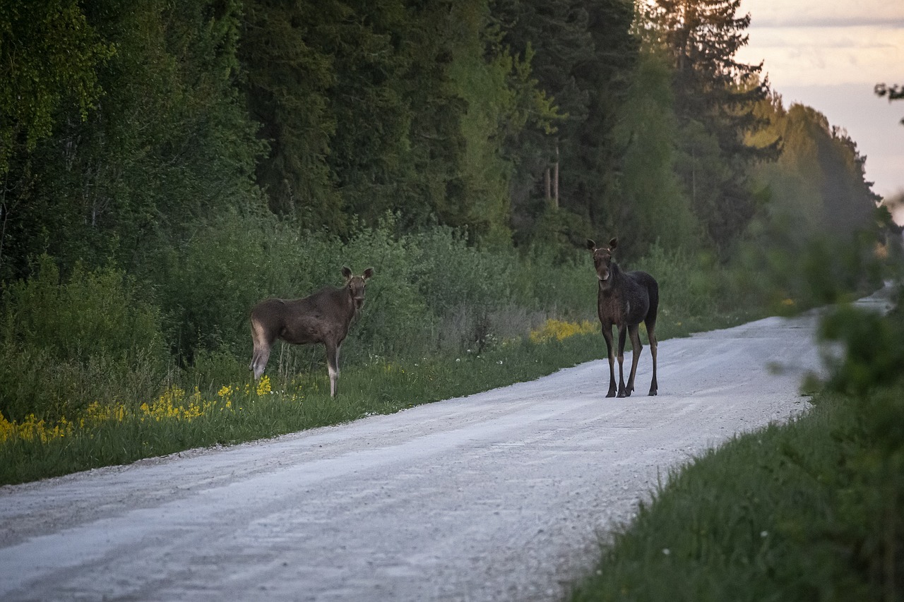 Elk, Moose ( Alces alces )