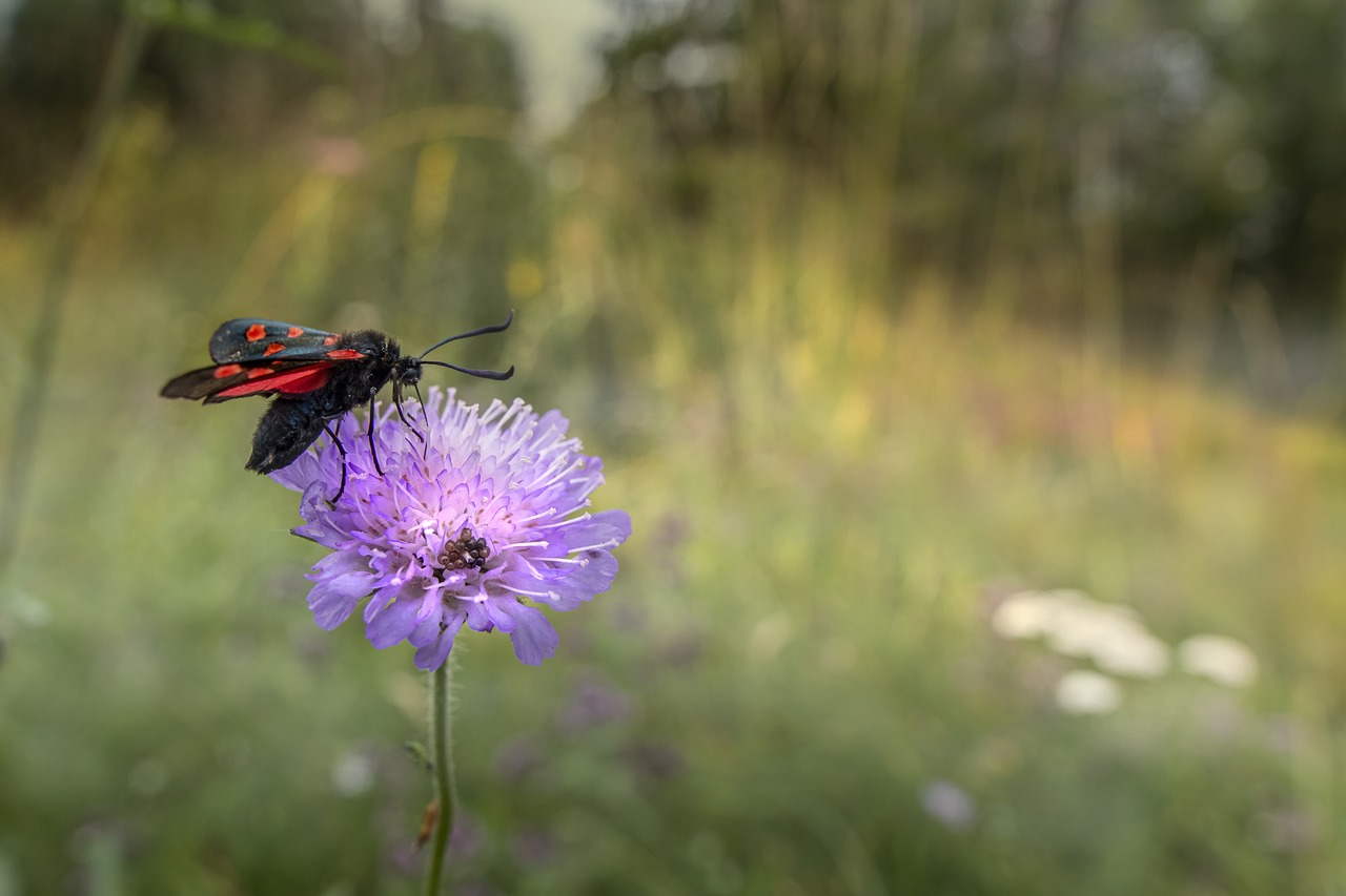 Narrow-bordered five-spot burnet (Zygaena lonicerae)