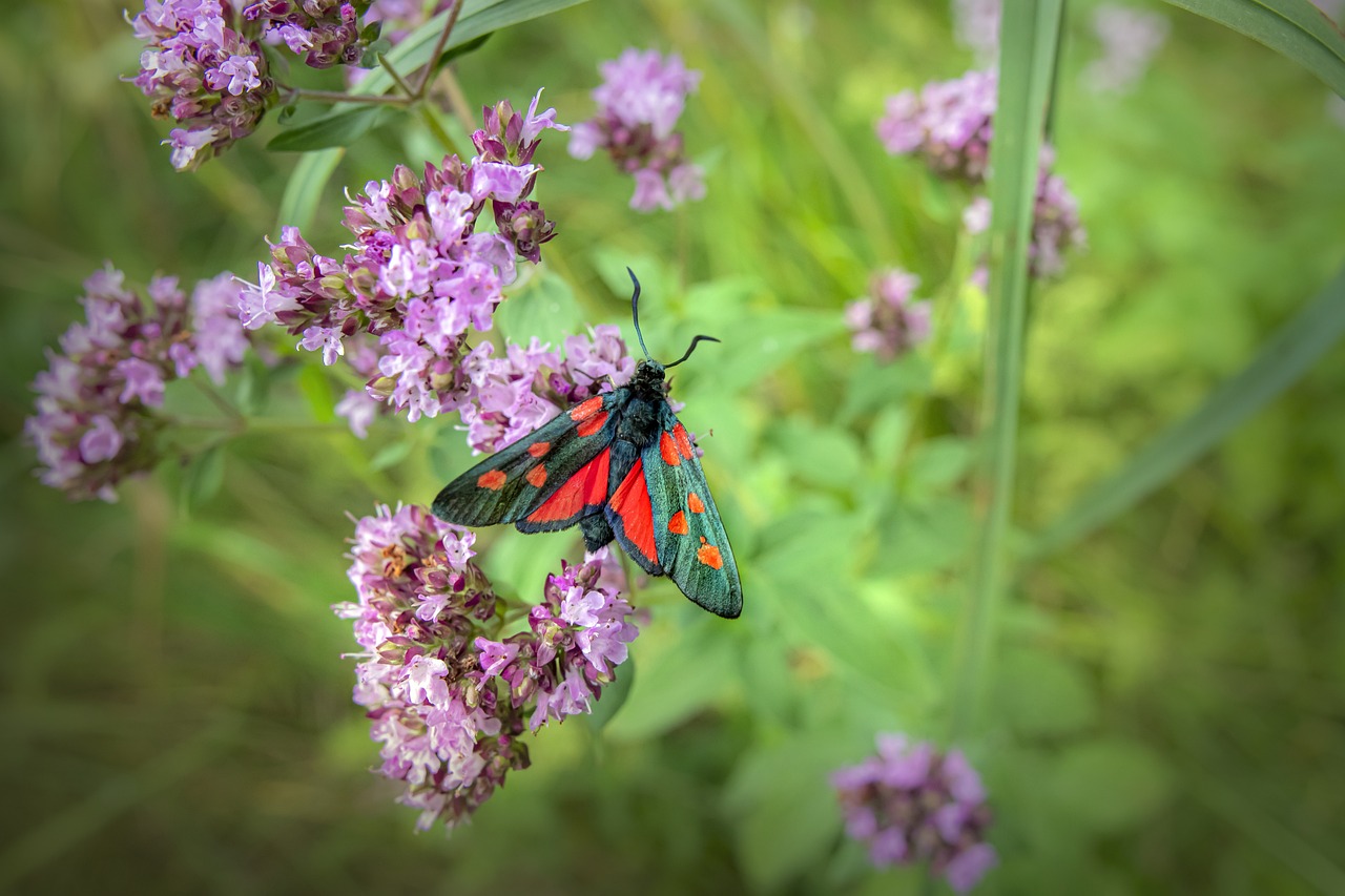 Narrow-bordered five-spot burnet (Zygaena lonicerae)