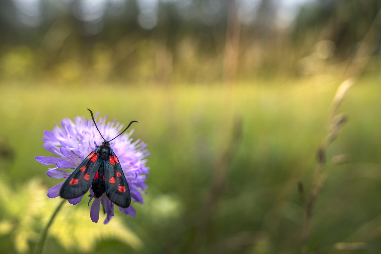 Narrow-bordered five-spot burnet (Zygaena lonicerae)