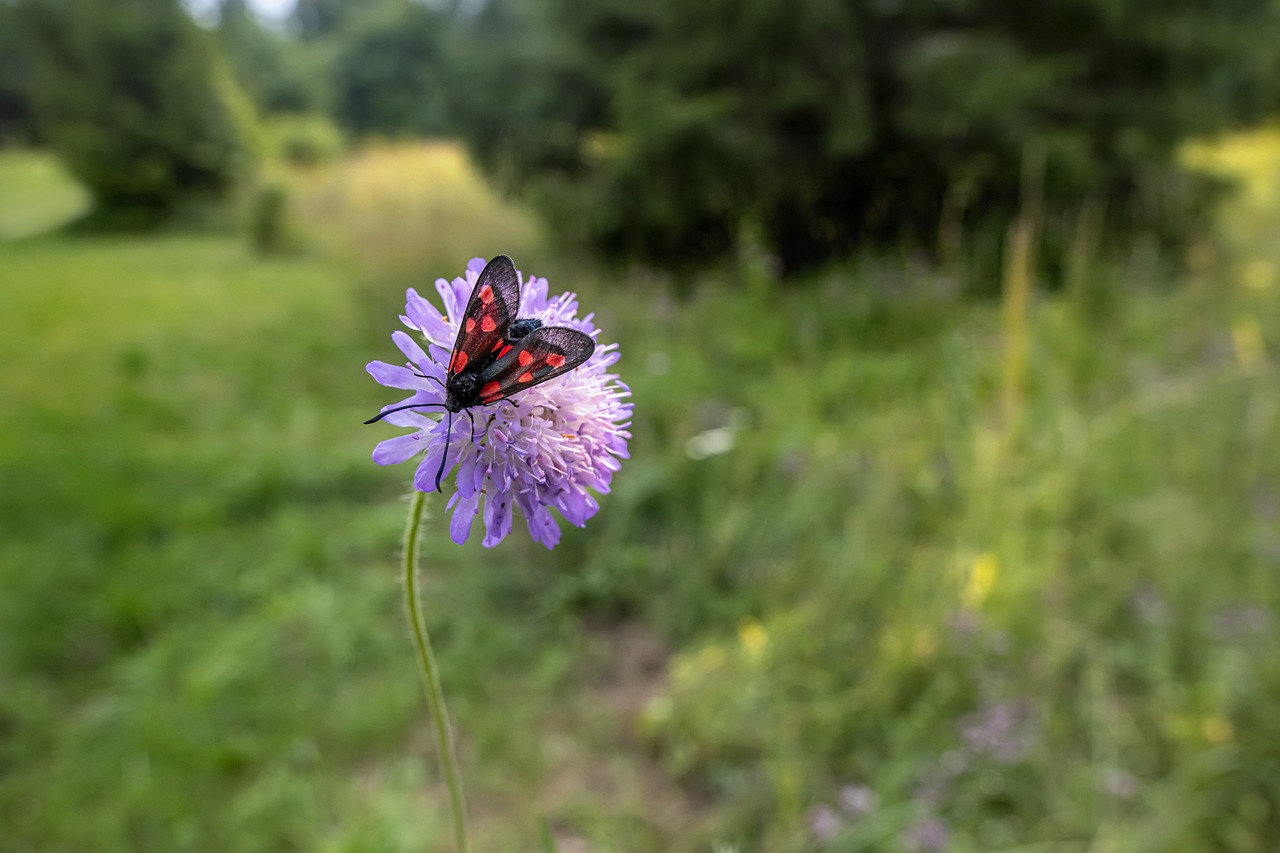 Narrow-bordered five-spot burnet (Zygaena lonicerae)