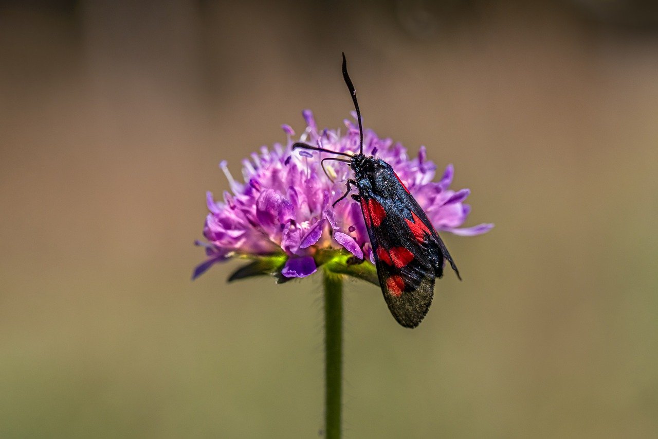 Narrow-bordered five-spot burnet (Zygaena lonicerae)