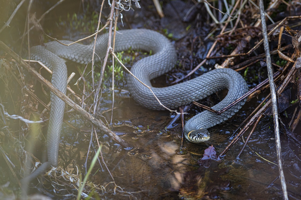 Grass snake (Natrix natrix)