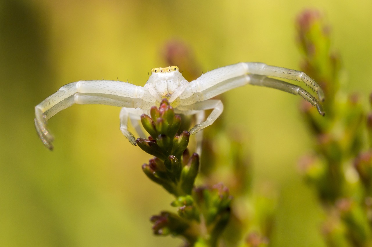 Goldenrod Crab Spider (Misumena vatia)