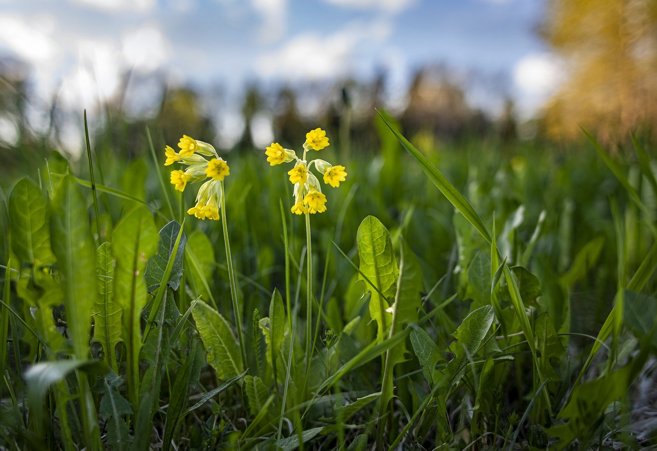 Cowslip, common cowslip, or cowslip primrose (Primula veris)