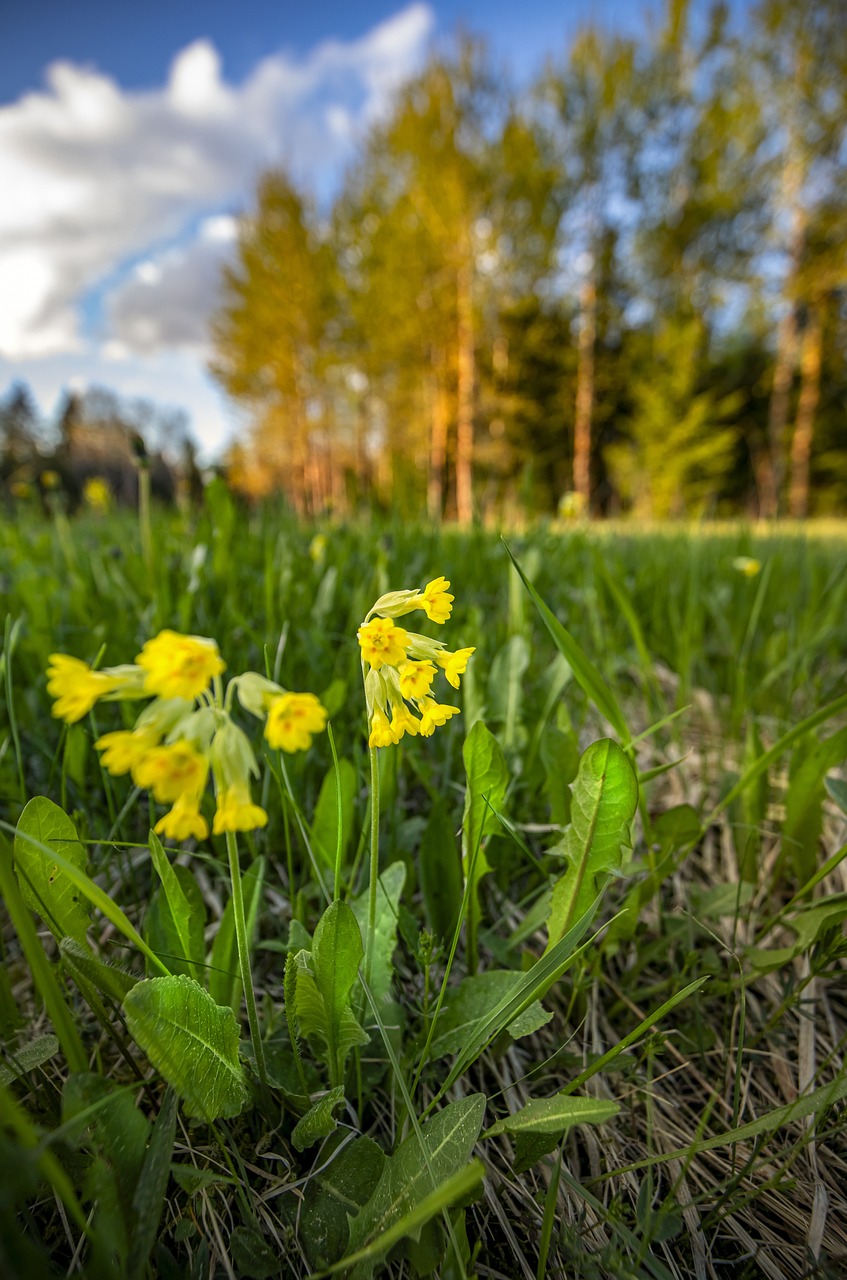 Cowslip, common cowslip, or cowslip primrose (Primula veris)