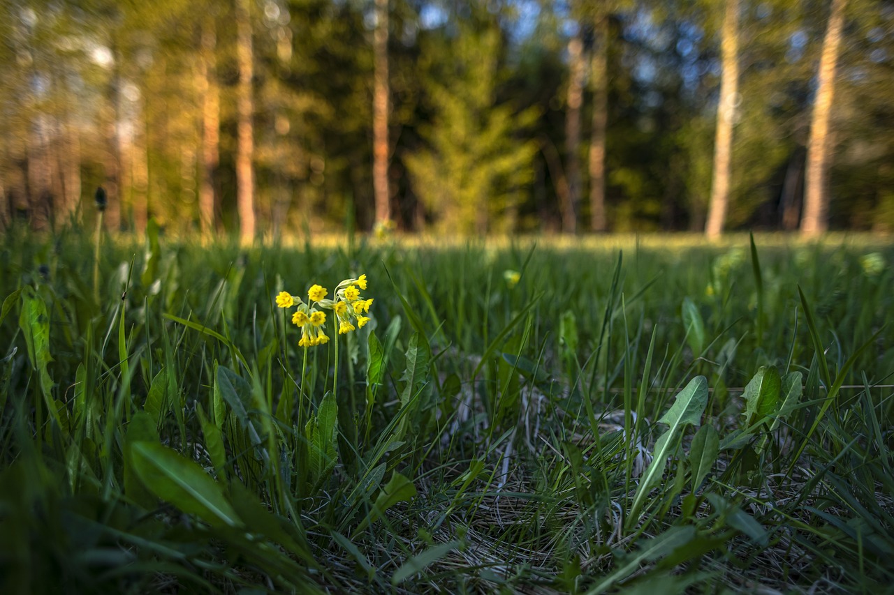 Cowslip, common cowslip, or cowslip primrose (Primula veris)