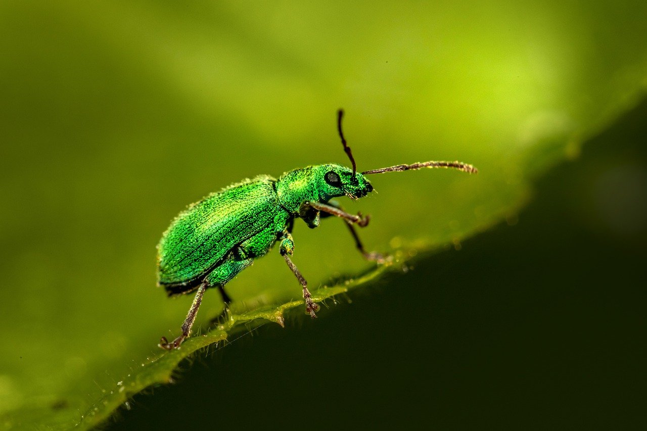 Nettle weevil (Phyllobius pomaceus)