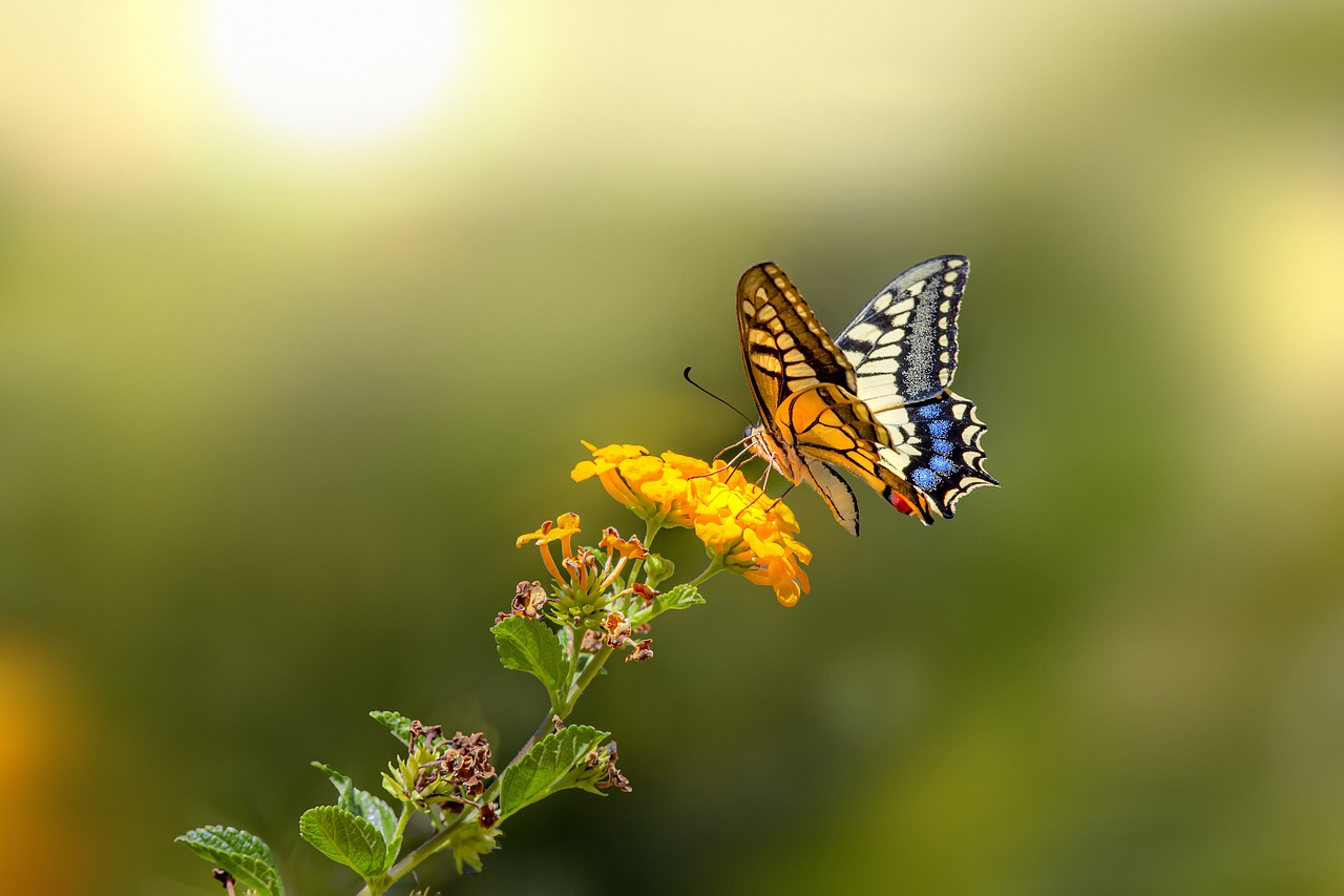 Old World Swallowtail (Papilio machaon)