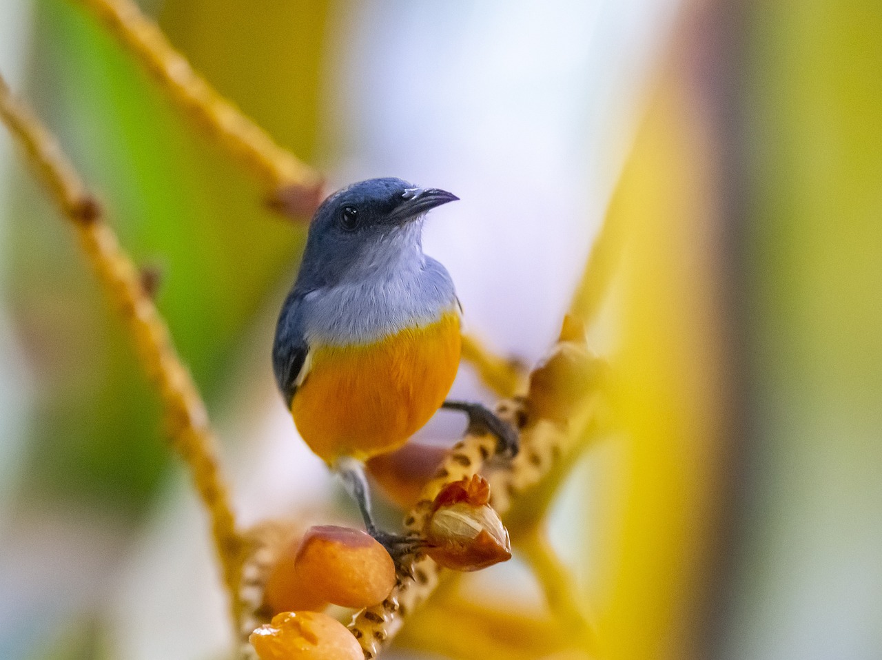 Orange-bellied Flowerpecker (Dicaeum trigonostigma)