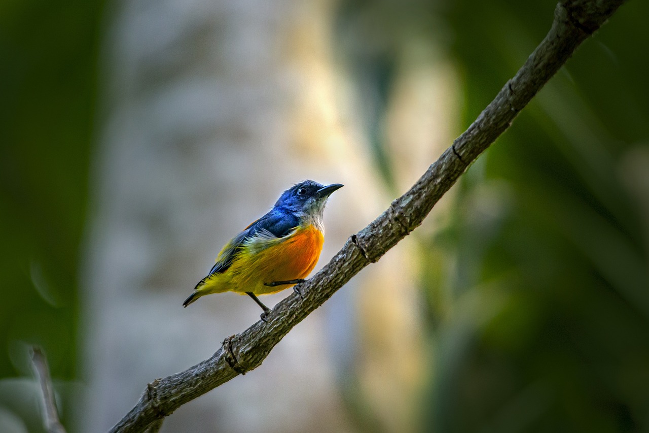 Orange-bellied Flowerpecker (Dicaeum trigonostigma)