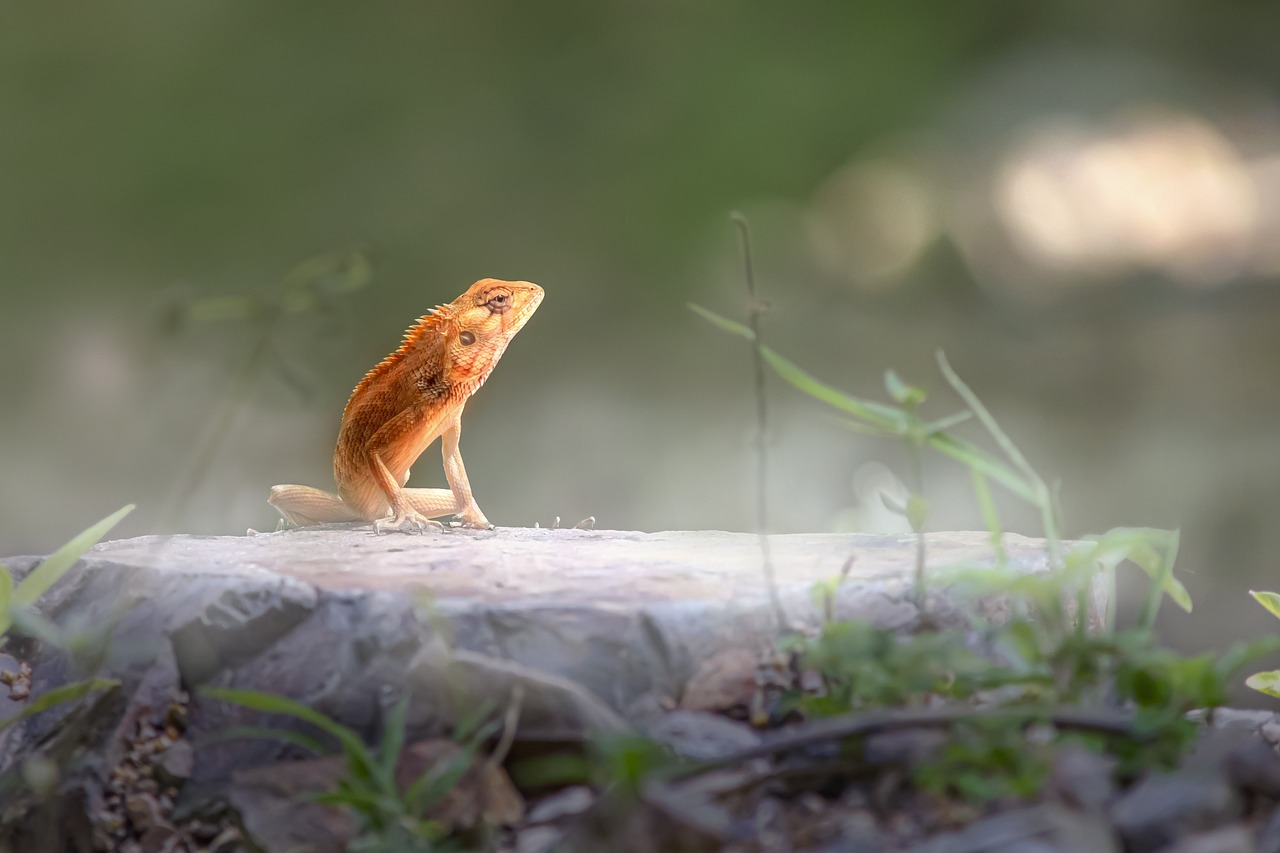 Oriental garden lizard (Calotes vesicolor)