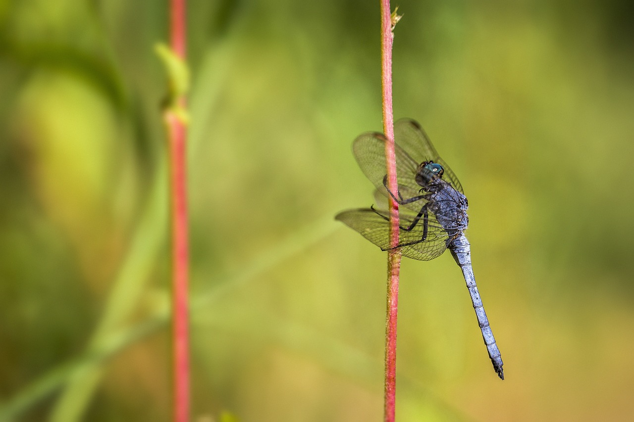 Southern Skimmer (Orthetrum brunneum)