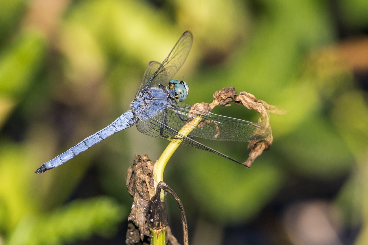 Southern Skimmer (Orthetrum brunneum)