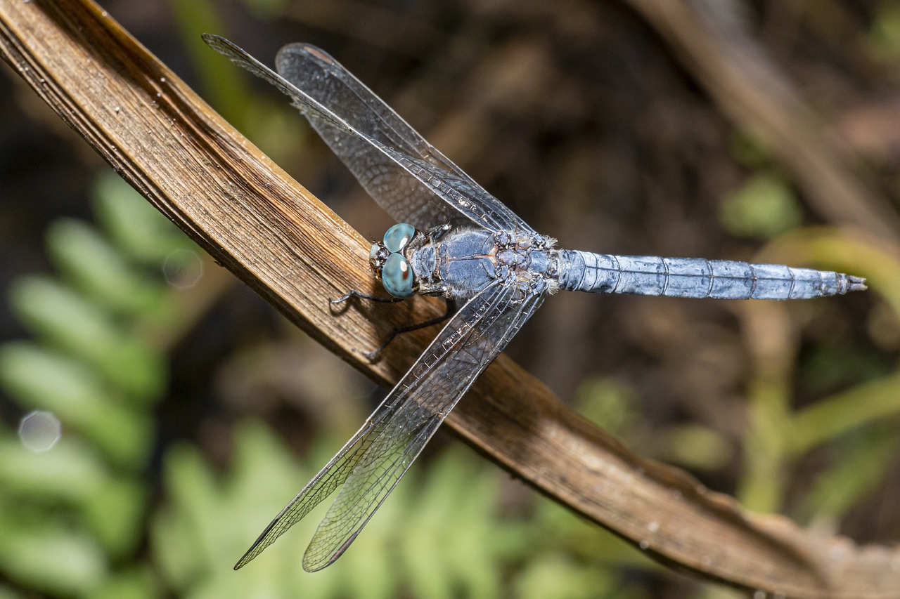 Southern Skimmer (Orthetrum brunneum)