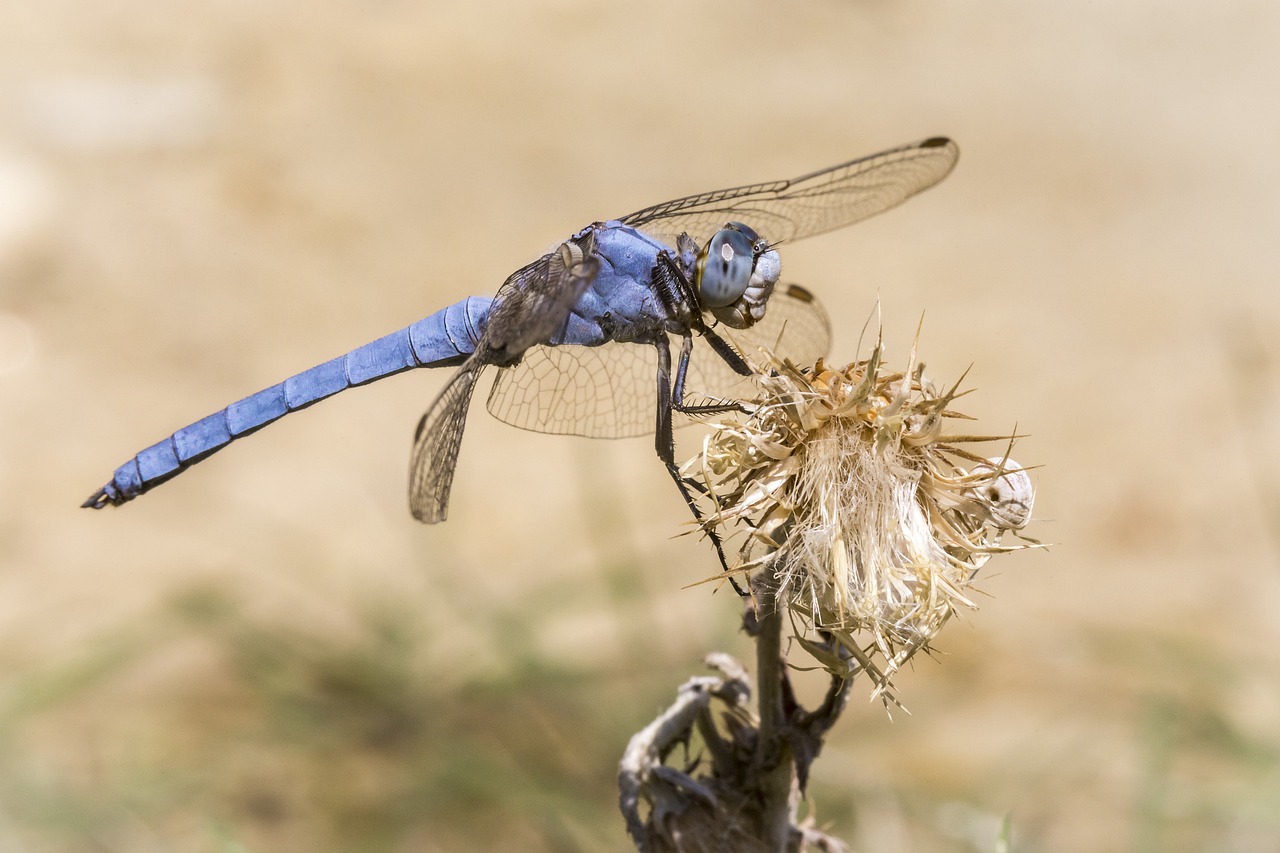 Southern Skimmer (Orthetrum brunneum)