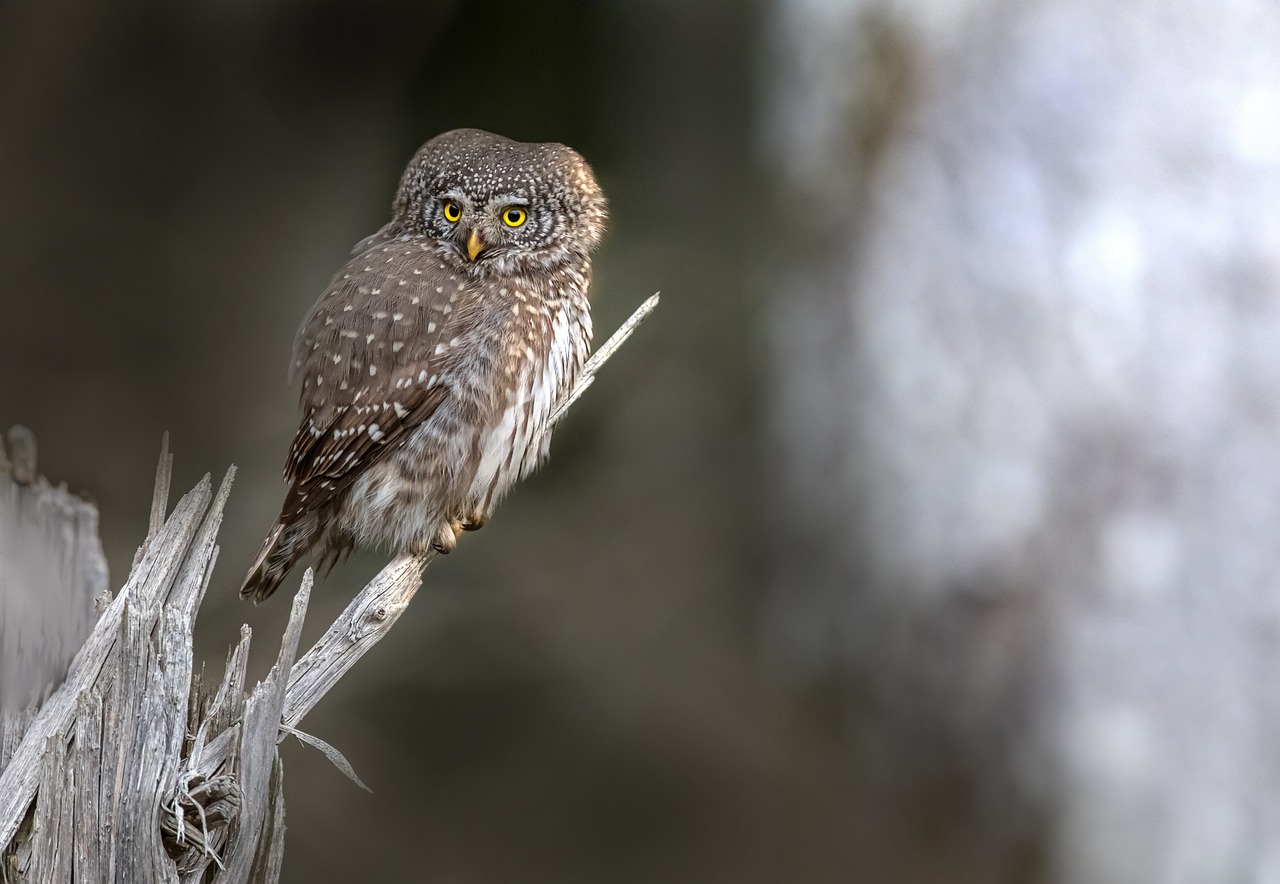 Eurasian Pygmy Owl (Glaucidium passerinum)