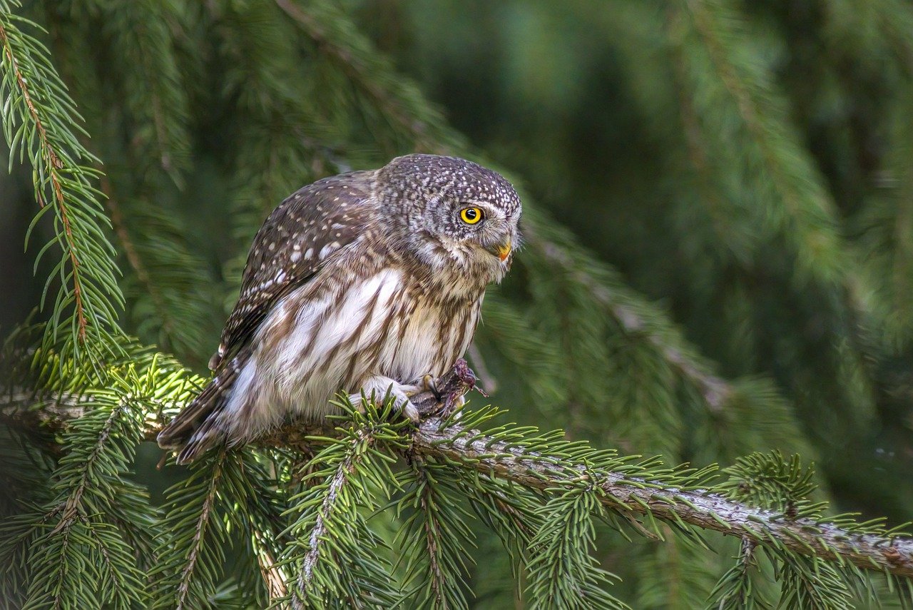 Eurasian Pygmy Owl (Glaucidium passerinum)