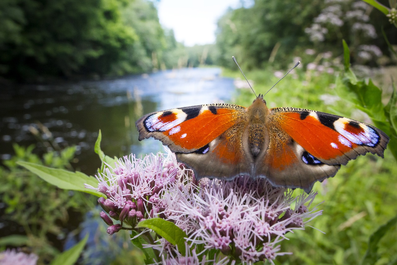 European peacock (Inachis io)